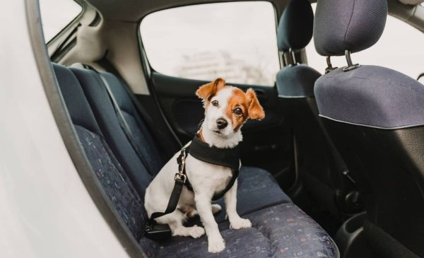 Seguridad Vial para Mascotas