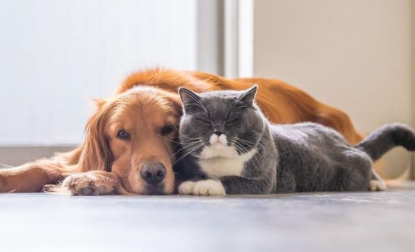 Protege a tu mascota