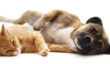 Cómo proteger a tu animal en el día a día