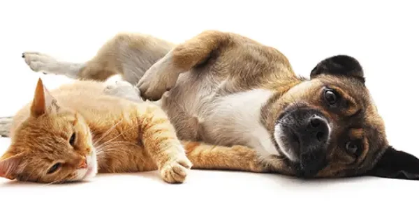 Cómo proteger a tu animal en el día a día